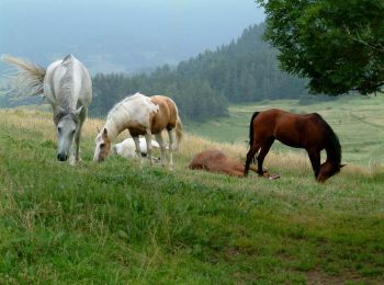 Tocht Paard Moirans-en-Montagne - Moirans en Montagne - Saint Maurice - Photo