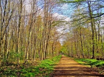 Randonnée Marche Jouy-en-Josas - Les rigoles de Saclay et la forêt de Verrières - Photo