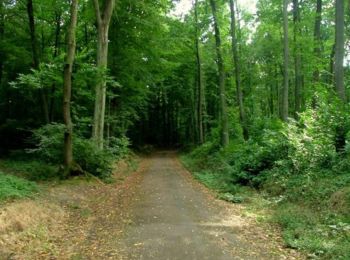 Tour Wandern Viroflay - Les 3 Forêts; Meudon, Fausses Reposes et Versailles - Photo