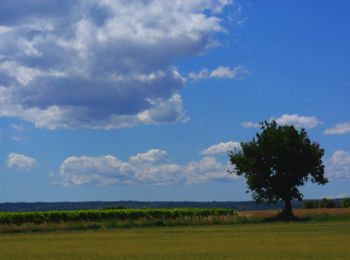 Randonnée V.T.T. Richerenches - De Richerenches à Visan - Photo