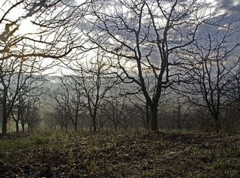 Tocht Stappen Cauzac - Cauzac, randonnée sur un plateau du Pays de Serres - Pays de l'Agenais - Photo