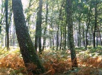 Trail Walking Réaup-Lisse - Lisse, aux portes de la forêt Landaise - Pays d'Albret - Photo