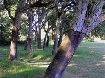 Randonnée V.T.T. Sos - Meylan, balade entre pins et chênes - Pays d'Albret - Photo
