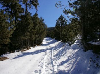 Trail Snowshoes Sainte-Léocadie - Le Puig d'Estaques en raquettes - Photo