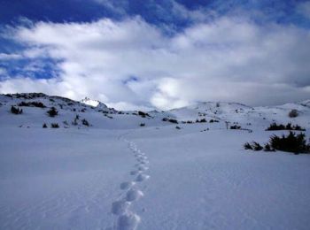 Randonnée Raquettes à neige Arrens-Marsous - Le Turon d'Ompré en raquettes - Photo
