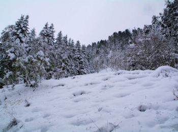 Randonnée Raquettes à neige Bagnères-de-Luchon - L'Hospice de France en raquettes - Photo