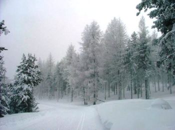 Trail Snowshoes Ayguatébia-Talau - Coll de la Llosa - Forêt de Clavera - La Llagonne - Photo