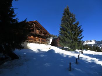 Trail Snowshoes Châtel - les Québales - Photo