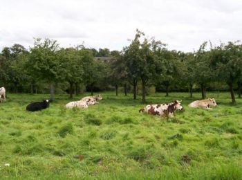 Randonnée Marche Cérences - Les Bois - Cérences - Photo