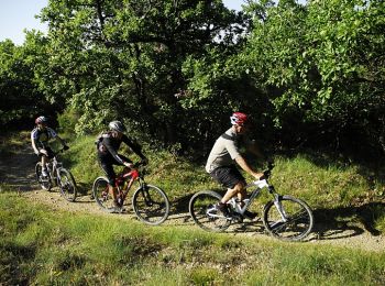 Trail Mountain bike Malijai - Base VTT FFCT Val de Durance - Les Lavandes - Circuit n°11 - Malijai - Photo