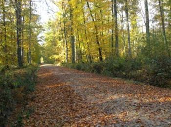 Tocht Paard Feings - Attelage en forêt domaniale de Reno-Valdieu - Feings - Photo