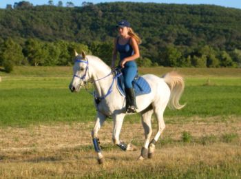 Trail Equestrian Gréoux-les-Bains - Parcours équestre des Lavandes -  Gréoux les Bains - Photo