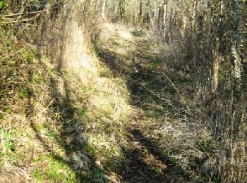 Trail Mountain bike Thalamy - Sur les traces des chevaliers de l'Ordre de Malte - Thalamy - Pays de Haute Corrèze  - Photo