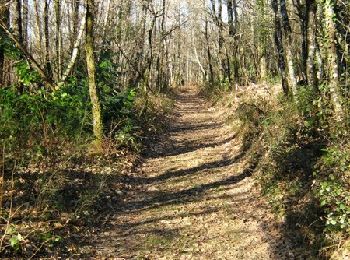 Trail Walking Meymac - De feuilles en aiguilles - Ambrugeat - Pays de Haute Corrèze  - Photo