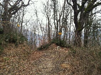 Trail Walking Sassenage - Les Batteries - Noyarey - Photo