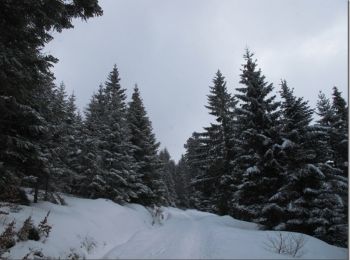 Trail Snowshoes La Bresse - Autour de La Bresse - Photo