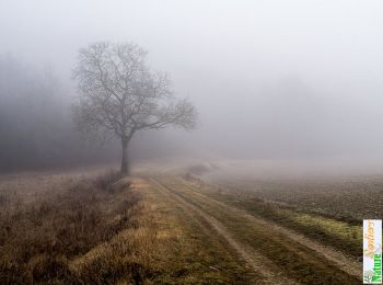 Trail Walking Courson-les-Carrières - Circuit de Molesmes par Villepot et Courson-les-Carrières - Photo