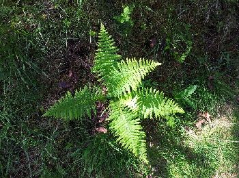 Trail Walking Sewen - Lac Sewen Lac d'Alfred - Photo