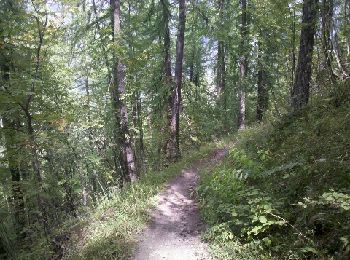 Tocht Mountainbike Puy-Saint-Vincent - vallon de Narreyroux - Photo