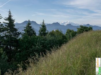 Trail Walking Draillant - Le Mont Forchat, 1539m - Habère Lullin - Photo