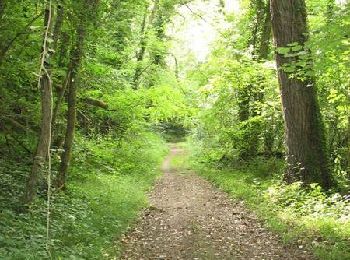 Tour Wandern Senonches - Rendez-vous au rond de Condé - Senonches - Photo