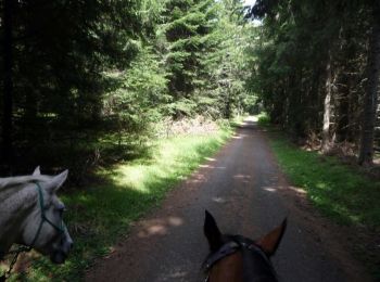Trail Equestrian Fay-sur-Lignon - De Fay sur Lignon au Lac de St Front - Photo