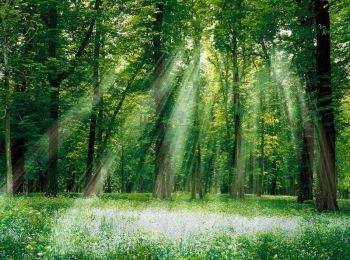 Tocht Stappen Senonches - Forêt domaniale de Senonches - Photo