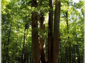 Tour Wandern Senonches - Les ronds de la forêt - Senonches - Photo