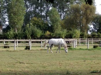 Tocht Paard La Neuville - Balade équestre en forêt de Phalempin - Photo