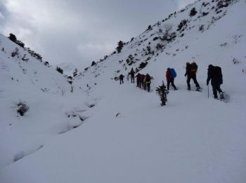 Trail Snowshoes Campan - Courtaou de Sarroua -  Campan - Photo