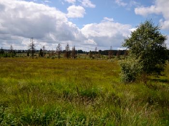 Percorso Marcia Waimes - Sourbrodt - Circuit Natura 2000, des sites qui valent le détour - Lg11 - Photo