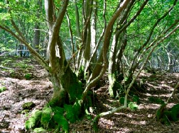Trail Walking Stoumont - Lorcé, Natura 2000 - Des sites qui valent le détour, Lg13 - Photo