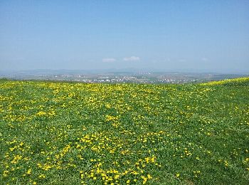 Tour Wandern Dauendorf - Dauendorf - Photo