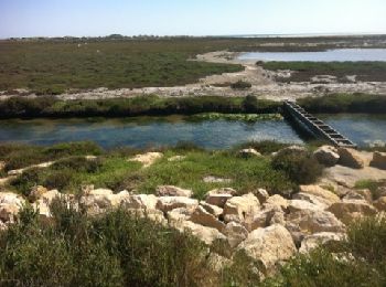 Tocht Mountainbike Saintes-Maries-de-la-Mer - stes maries- raccourcis direct plage  - Photo