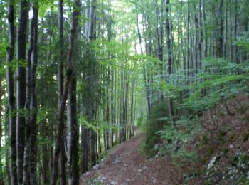 Trail Walking Bois-d'Amont - La Roche du Creux - Bois d'Amont - Photo