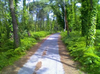 Tour Wandern Le Bois-Plage-en-Ré - Promenons-nous dans le bois -  Le Bois Plage en Ré - Photo