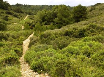 Excursión Bici de montaña Gruissan - De Gruissan à Saint Pierre sur Mer - Massif de la Clape - Photo