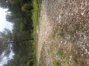 Excursión Bici de montaña Roquefort-la-Bédoule - la bedoule - Photo