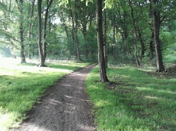 Trail Running Phalempin - phalempin - Photo