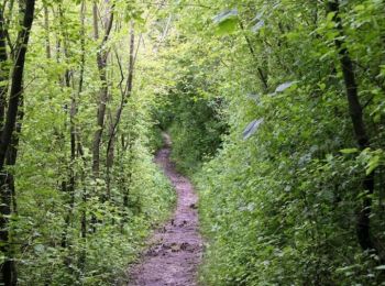 Trail Walking Desvres - Le Mont Pelé - Desvres - Photo