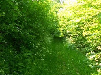 Trail Walking Aumale - Le bois Robin - Aumale - Photo