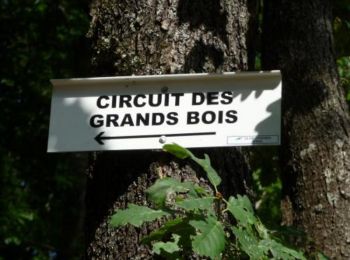 Trail Walking Épinal - Circuit des Grand Bois - Deyvillers - Photo