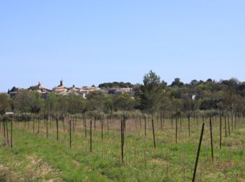 Trail Walking Saussines - Découverte des capitelles de Saussines - Photo