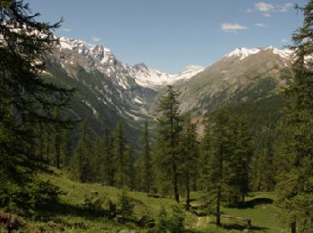 Trail Walking Puy-Saint-Vincent - Les Têtes - Puy Saint Vincent - Photo