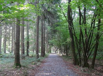 Trail Walking Chimay - De l'Auberge de Poteaupré à l'Abbaye N-D de Scourmont - Photo