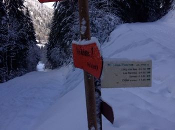 Trail Snowshoes Châtel - Pré la Joux - Linga - Photo