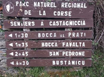 Trail Walking Pie-d'Orezza - Campodonico - Photo