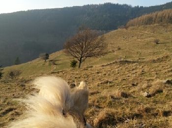 Percorso Cavallo Geishouse - steinmatt point de vue au dessus de Ranspach - Photo