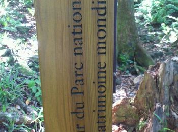 Tour Wandern Saint-Philippe - La Réunion - Boucle par le sentier botanique de la forêt de Mare-Longue - Photo