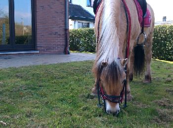 Tocht Paard Verviers - home - Photo